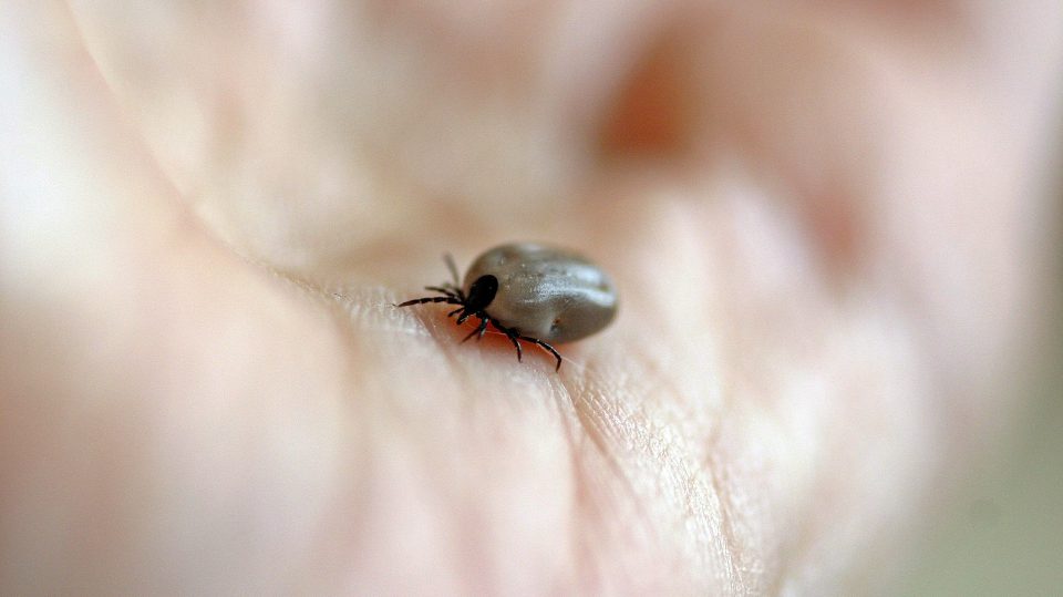 Meist merkt man einen Zeckenbiss gar nicht