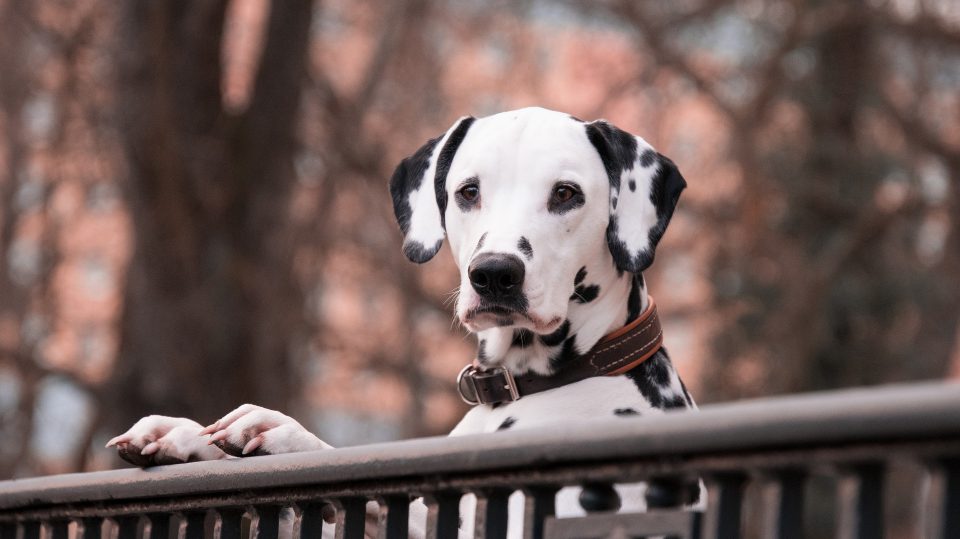 In dieser Stadt sind Hunde und Hundebesitzer besonders willkommen