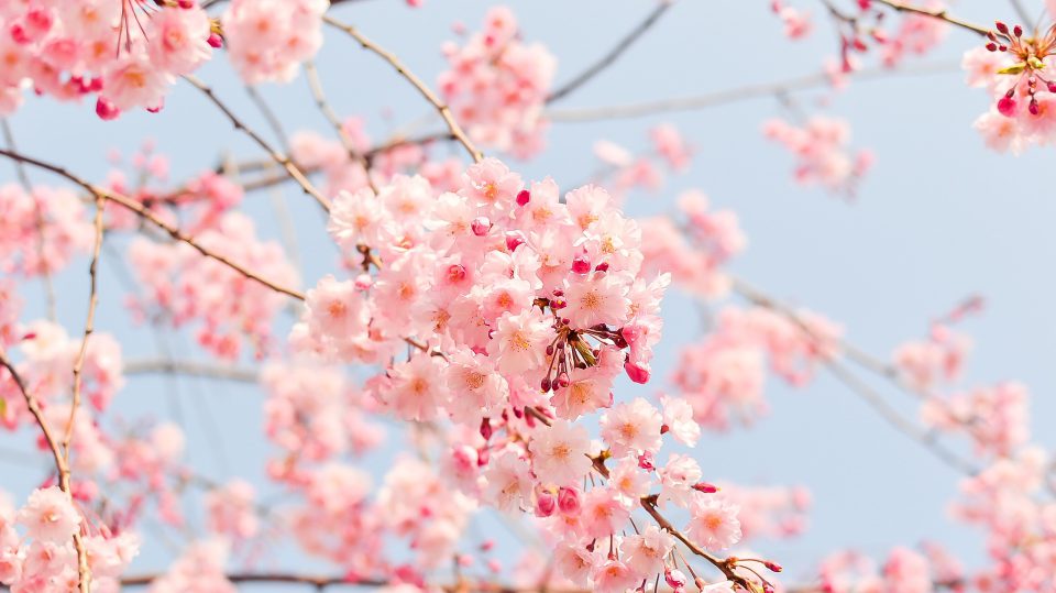 Frühlingsmode ganz im Stile der japanischen Kirchblüten ist derzeit im Trend