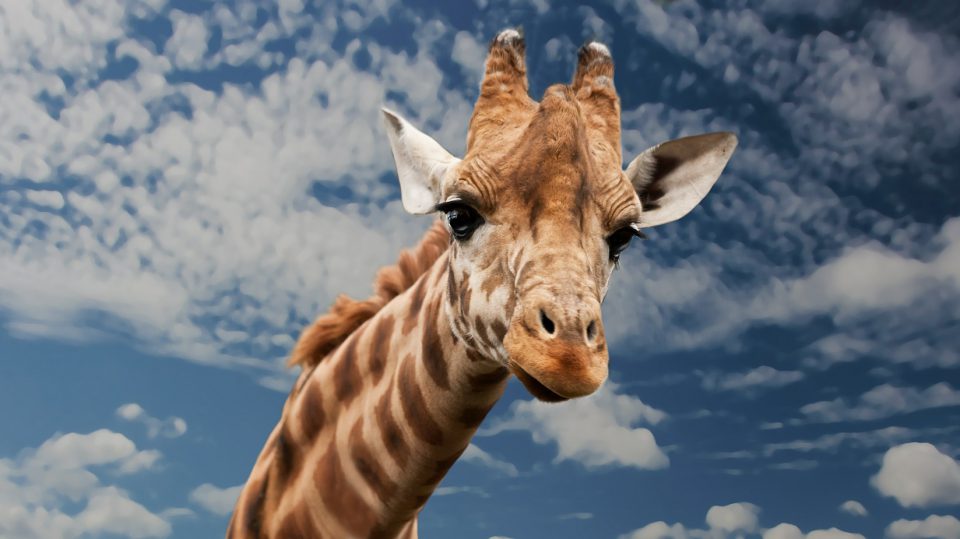 Giraffen haben einen langen Hals - warum das so ist, klären wir.