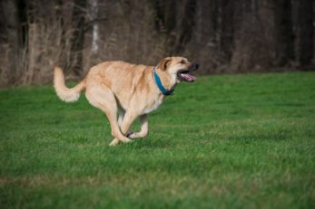 Agility hält die Hunde fit