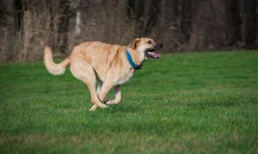 Agility für Hunde – was ist das?