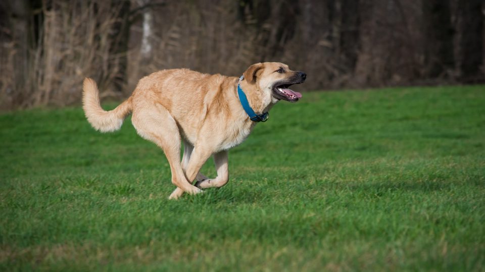 Agility hält die Hunde fit