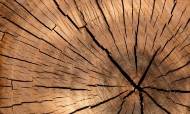 Werkstoff Holz – Warum ist Holz so vielseitig?